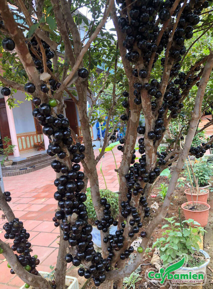 Cây nho chăm sóc tốt, quả mọc đều và to