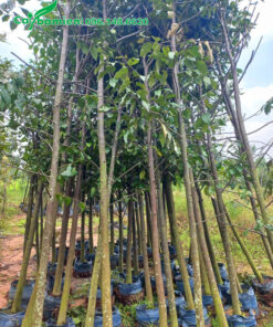 Cây trồng trong bầu từ bé, chiều cao khoảng 3m