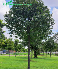 Hình ảnh cây sao đen đẹp, trồng trong công viên