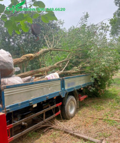 Cây Phong Linh cổ thụ đường kính gốc 15 - 18cm