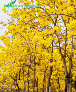 Hàng cây hoa phong linh vàng đẹp, nổi bật