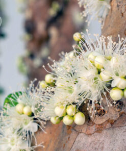 Hoa nho màu vàng trắng mọc trên thân cây thành từng chùm