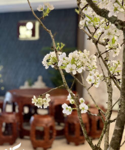 Cây lê cảnh trang trí