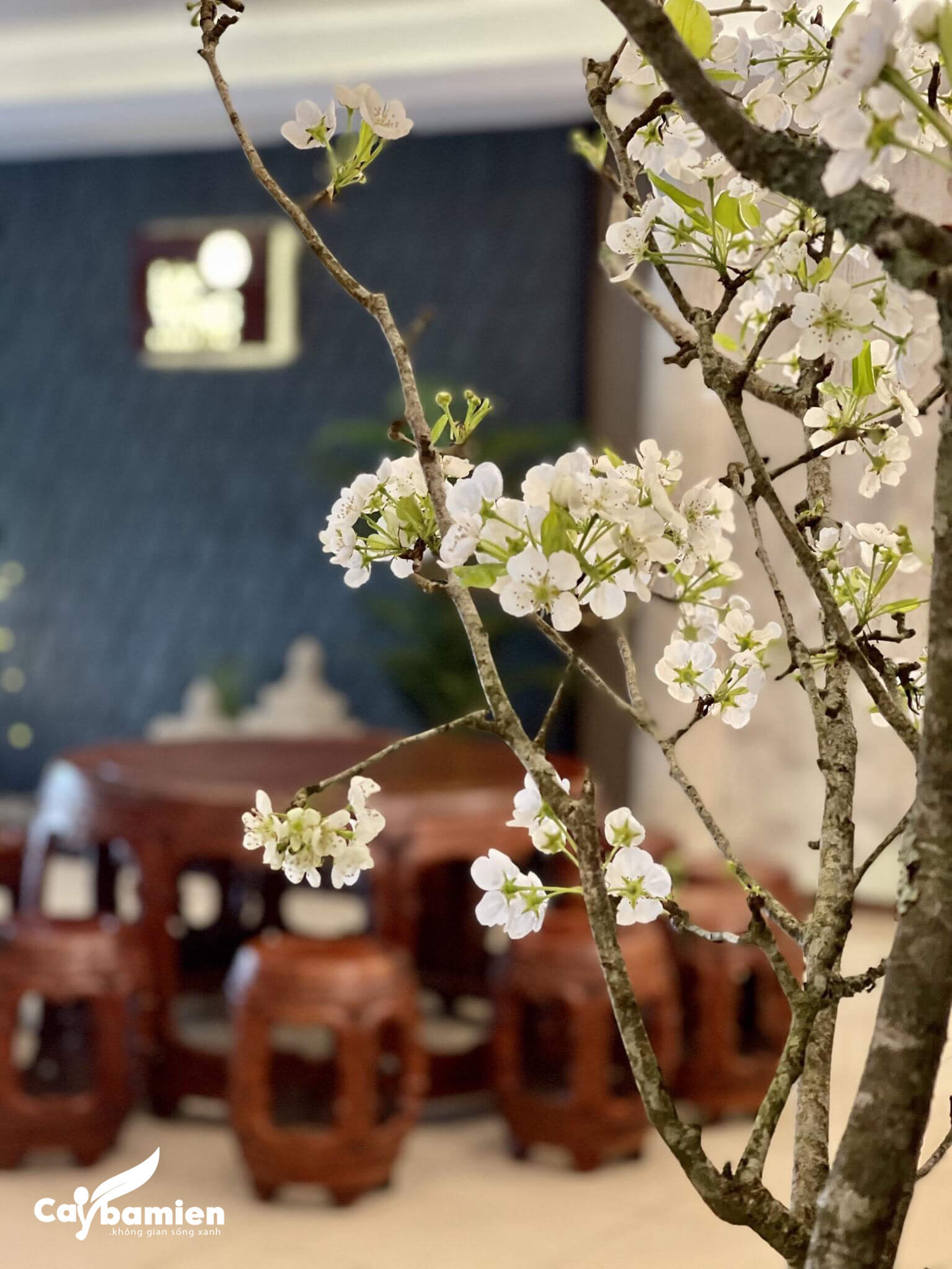 Cây lê cảnh trang trí