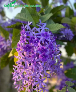 Chùm hoa mai xanh xinh đẹp