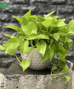 Cây trầu bà đế vương vàng