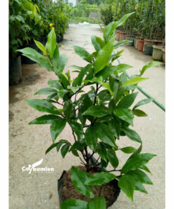 Bán lan tiêu giá tốt