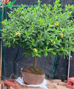 Hoa mẫu đơn vàng thoát thân 50cm