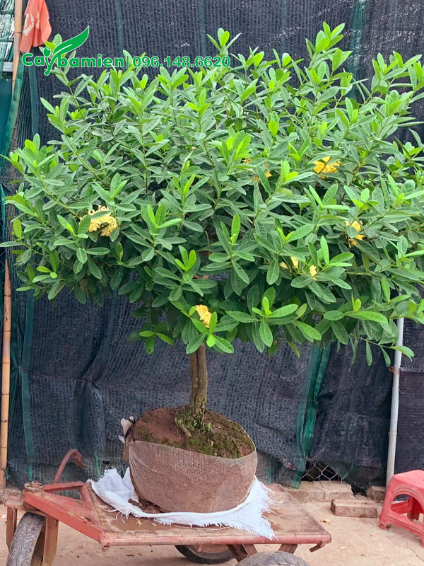 Hoa mẫu đơn vàng thoát thân 50cm