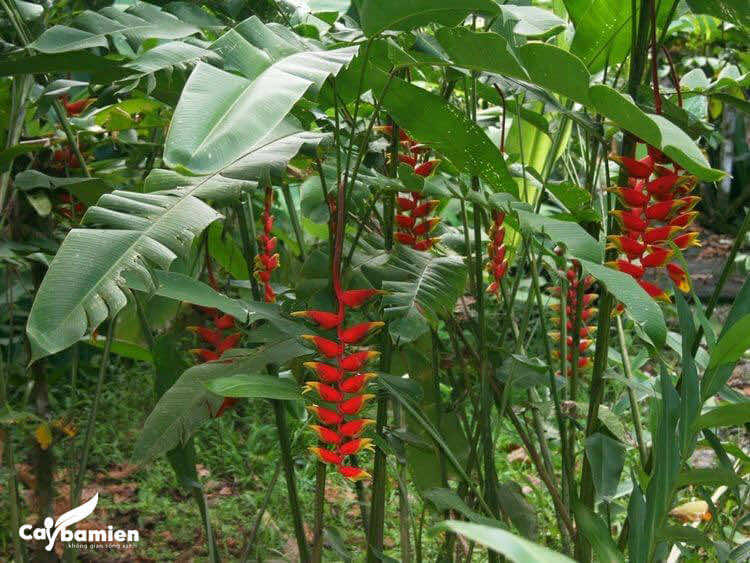 Chuối mỏ phượng thiết kế cảnh quan ngoại thất