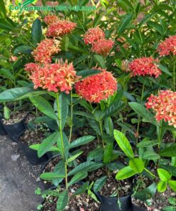 Cây giống giâm cành đã cho hoa đẹp khi mới chỉ cao 40cm