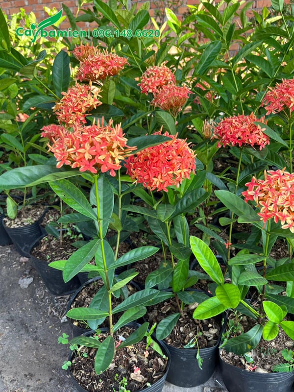 Cây giống giâm cành đã cho hoa đẹp khi mới chỉ cao 40cm