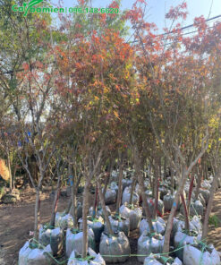 Mua cây phong đỏ giá tốt tại vườn