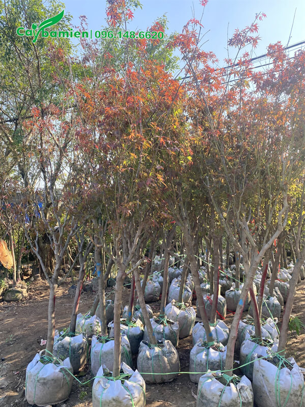 Mua cây phong đỏ giá tốt tại vườn
