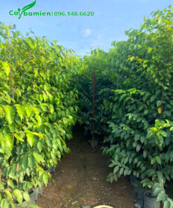 Cây giống sao đen cao 1m