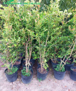 Mua cây Si Rô công trình cao 1,5m