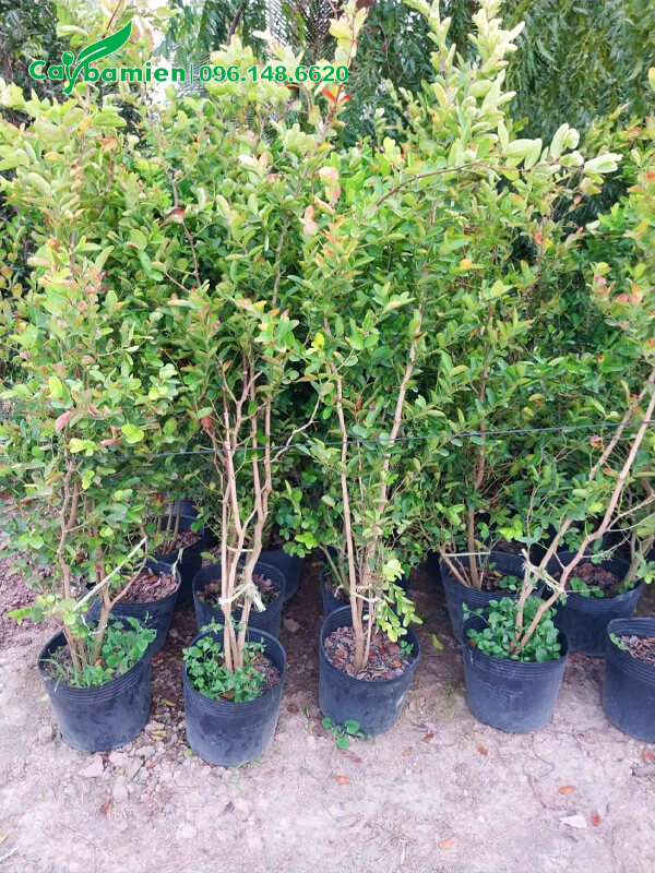 Mua cây Si Rô công trình cao 1,5m