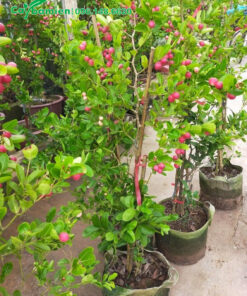 Cây siro trưởng thành dâm ủ trong bầu