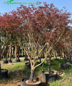 Cây giống phong lá đỏ ghép cành