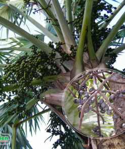 Quả cây Kè Bạc mọc thành buồng, quả chín có màu nâu đen