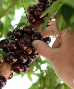 Thu hái những quả nho chín căng mọng