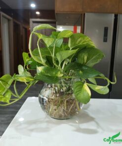 Trồng cây trầu ba trong nước