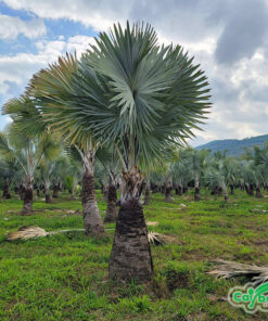 Cắt tỉ cành lá già, bị vàng tạo độ thoáng cho cây