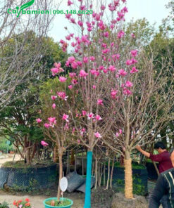 Cây hoa mộc lan cao hơn 4m sẵn hoa trên cành