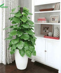 bán cây trầu bà dáng đẹp