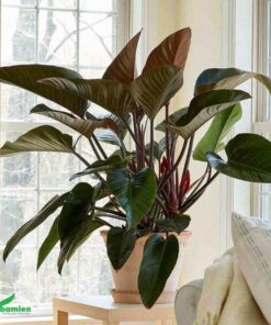 Cây trầu bà đế vương đỏ phong thủy