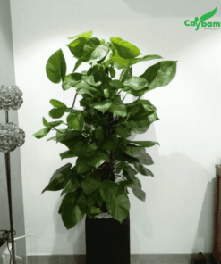 Trầu bà nội thất văn phòng