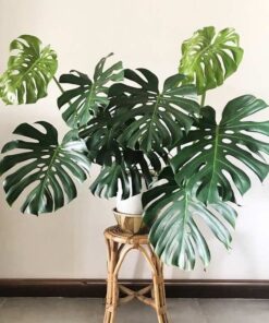 Trầu bà lá xẻ trang trí phòng