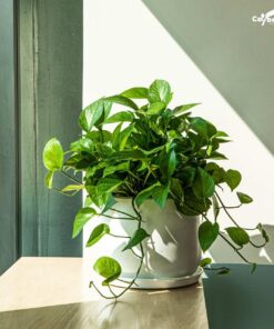 Cây trầu bà phong thủy cho người tuổi Ngọ, mệnh Mộc