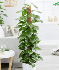 Cây trầu bà phong thủy trang trí nội thất