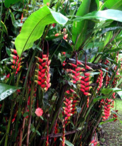 Mua cây chuối cảnh hoa đỏ giá tốt