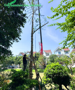 Cây hoa Hoàng Lan cao gần chục mét đã dâm ủ kỹ