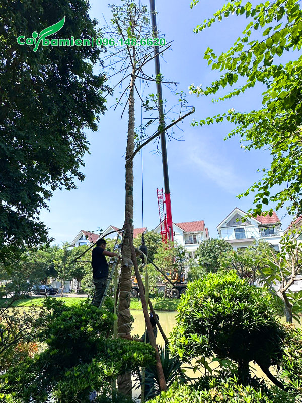 Cây hoa Hoàng Lan cao gần chục mét đã dâm ủ kỹ