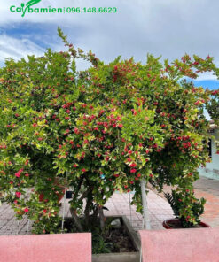 Cây Siro cổ thụ, tán rộng hơn 1m