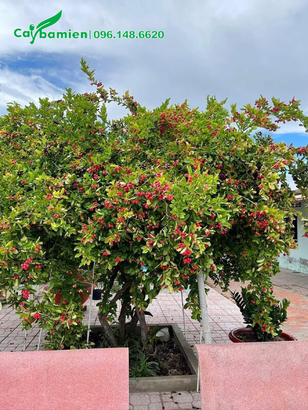 Cây Siro cổ thụ, tán rộng hơn 1m