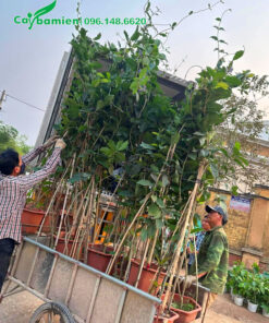 Những chậu cây hoa mai xanh cao 1m5 được xếp lên thùng xe