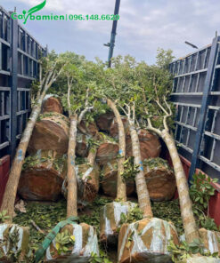 Vanh 30 - 35cm, chiều cao khoảng 3 - 4m