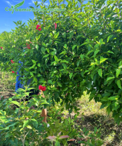 Vườn cây Dâm Bụt cao 2m