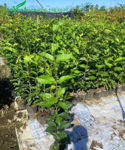 Vườn tập trung cây hoa mai xanh giống đạt điều kiện xuất vườn