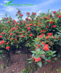 Vườn cây hoa mẫu đơn đỏ cao 1 - 1m5