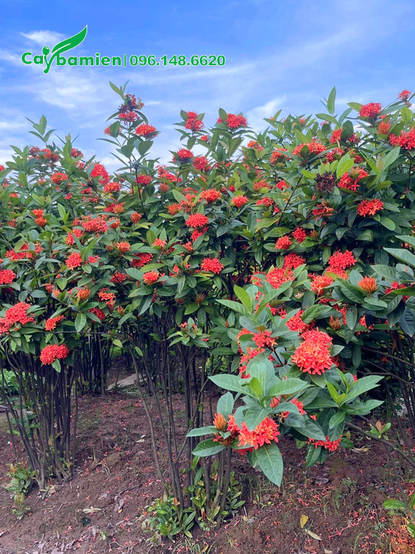 Vườn cây hoa mẫu đơn đỏ cao 1 - 1m5