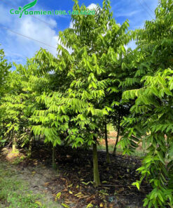 Hoàng Lan trưởngt hành vanh 30 trở lên, cao hơn 3m