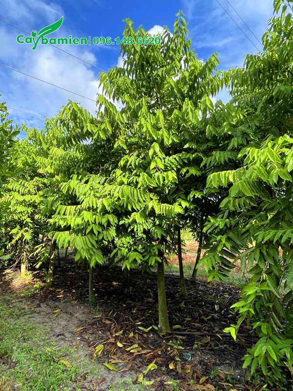 Hoàng Lan trưởngt hành vanh 30 trở lên, cao hơn 3m