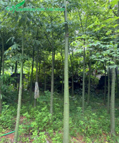 Cây nhỏ đường kính gốc 7 - 9cm, cao 3 - 4m