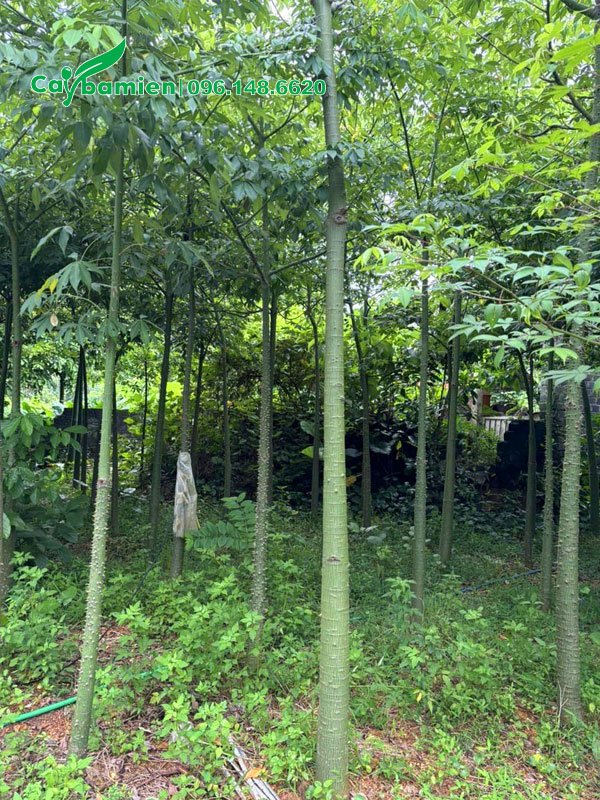 Cây nhỏ đường kính gốc 7 - 9cm, cao 3 - 4m