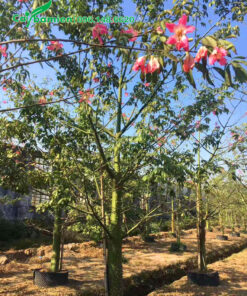 Cây Mỹ Nhân trồng lâu năm đường kính gốc trên 20